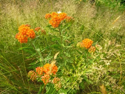 Native Meadows - Landscape Design in 