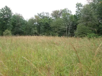 Native Meadows - Landscape Design in 