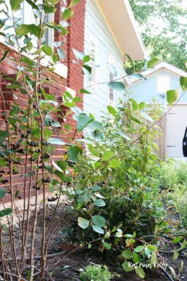 EARTHeim Landscape Design LLC - Landscape Design in Lexington, KY