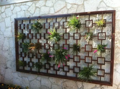 Wall Plants by Lanaiscapes