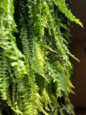 Eco Brooklyn - Garden Remodeling in Brooklyn, NY