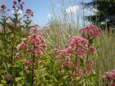 Potomac River waterfront — Landscape Design project by Landis Garden Design