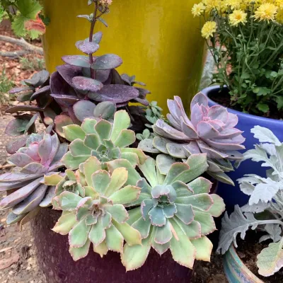 EcoGardens Landscape Design - Patio Design & Installation in Los Altos, CA