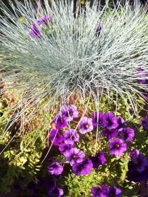 Manhatten Beach 2 — Landscape Design project by Perla Arquieta ASLA