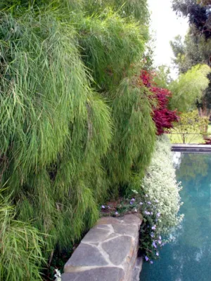 Perla Arquieta ASLA - Landscape Design in Venice, CA