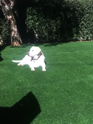 EcoGrass - Drought-Resistant Lawn Installation in Reseda, CA