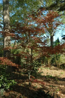 Denham Springs Rear Pavilion — Landscape Design project by Philip Moser Associates Landscape Architects