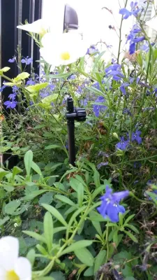 Sprinkler Systems — Landscape Design project by Priority Turf & Irrigation
