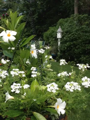 Elaine M. Johnson - Drip Irrigation System Installation in Hyannis, MA