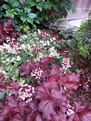 Planting Combinations — Landscape Design project by Reber Landscape Architecture