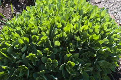 Fletcher Steele Revitalized — Landscape Design project by A Blade Of Grass in Sudbury