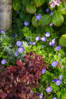 Scott Lewis Landscape Architecture - Landscape Design in San Francisco, CA