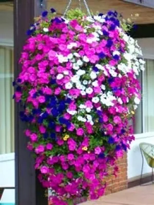 Flower Containers and Hanging Baskets — Landscape Design project by Sutter Design Group
