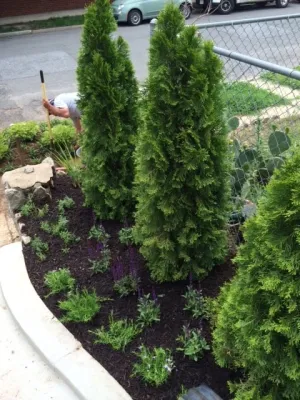 Capitol Hill Front Yard Renovation by Tiger Lily Landscapes, LLC