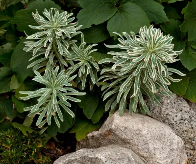 Tiger Lily Landscapes, LLC - Landscape Design in 