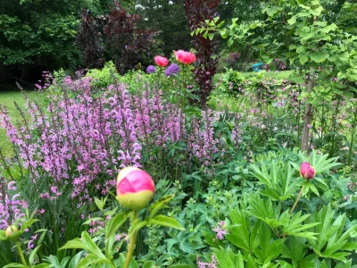 Mixed Planting Border — Landscape Design project by Ty Tan Designs, LLC in New Canaan