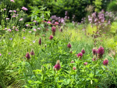 Slope Meadow Planting — Landscape Design project by Ty Tan Designs, LLC in Norwalk