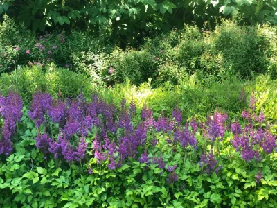 Colonial Home-Expansive Gardens — Landscape Design project by Ty Tan Designs, LLC in Bedford