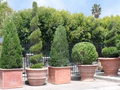 Topiaries in Terra Cotta — Landscape Design project by Eye Of The Day in Santa Barbara
