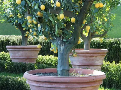 European and American Garden Pottery and Fountains by Eye Of The Day