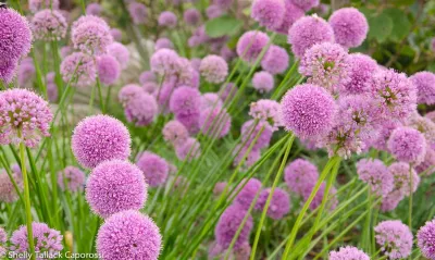Shelly Tallack Landscape Design - Landscape Design in South Portland, ME