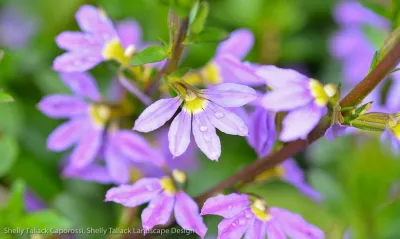Shelly Tallack Landscape Design - Landscape Design in South Portland, ME