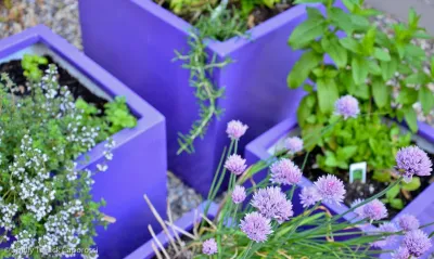 Shelly Tallack Landscape Design - Landscape Design in South Portland, ME