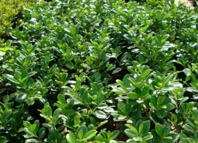 Favio Perez Design - Landscape Design in Miami, FL