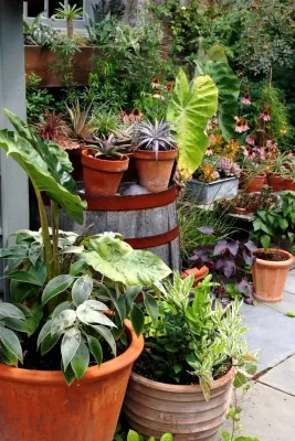 Container Gardening — Landscape Design project by Fine Garden Creations in Swarthmore