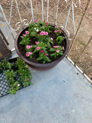 Ainaras maintenance services - Landscape Construction in Las Vegas, NV