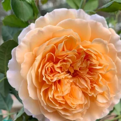 Flowerchild Gardens - Landscape Design in Burlingame, CA