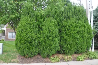 American Lawn Management - Landscape Construction in Shawnee, KS