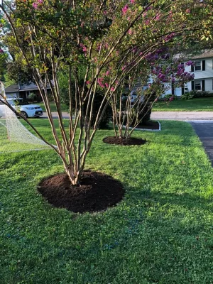 Privacy Landscape Planting — Landscape Construction project by Arborvine Landscaping, LLC