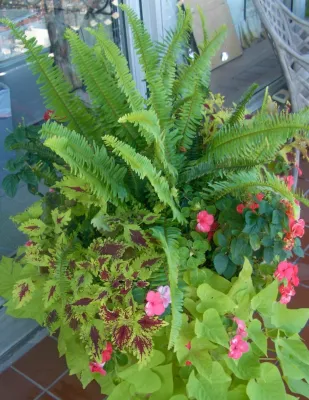 Containers - Summer — Landscape Design project by A Blade Of Grass