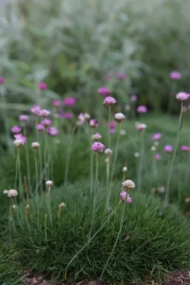 FormLA Landscaping - Landscape Design in Los Angeles, CA