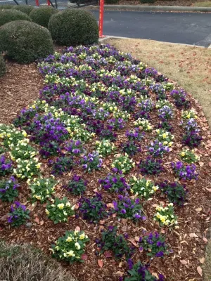 Fall Flowers — Landscape Construction project by Blackjack Horticulture in Birmingham