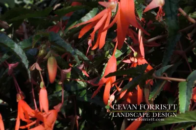 Forristt Landscape Design - Landscape Construction in San Jose, CA