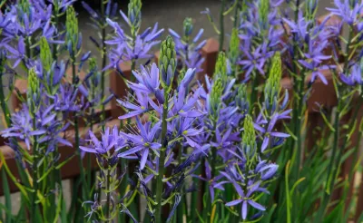 Varied Plants for New England Landscapes — Landscape Design project by Foster's Inc. Landscape Design & Installation