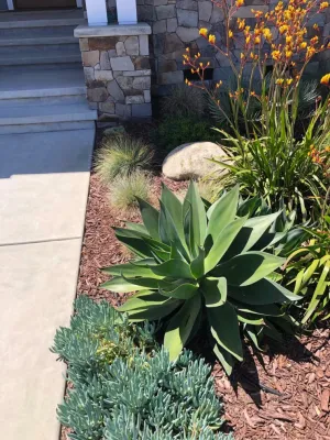Wildflower Landscape Design at K&D Landscaping - Landscape Design in Santa Cruz, CA