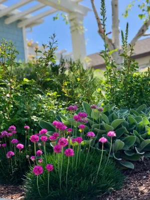 Westside Bungalow — Landscape Design project by Wildflower Landscape Design At K&D Landscaping in Santa Cruz