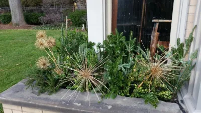 Winter Container Arrangements — Landscape Design project by A Southern Gardener