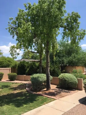 CAM Tree Care - Landscape Construction in Tempe, AZ