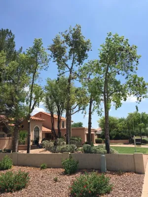CAM Tree Care - Landscape Construction in Tempe, AZ