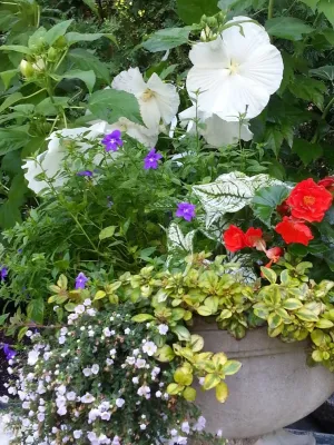 Container Gardens — Landscape Design project by A Southern Gardener