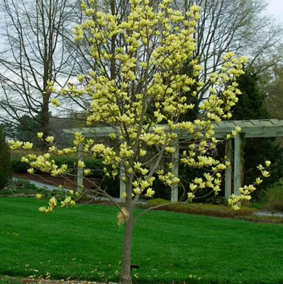 The Tiffany — Landscape Design project by Four Seasons Of Georgia in Macon