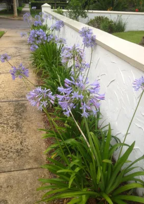 Our Work in 2014 — Landscape Design project by Foxy Foliage, Inc