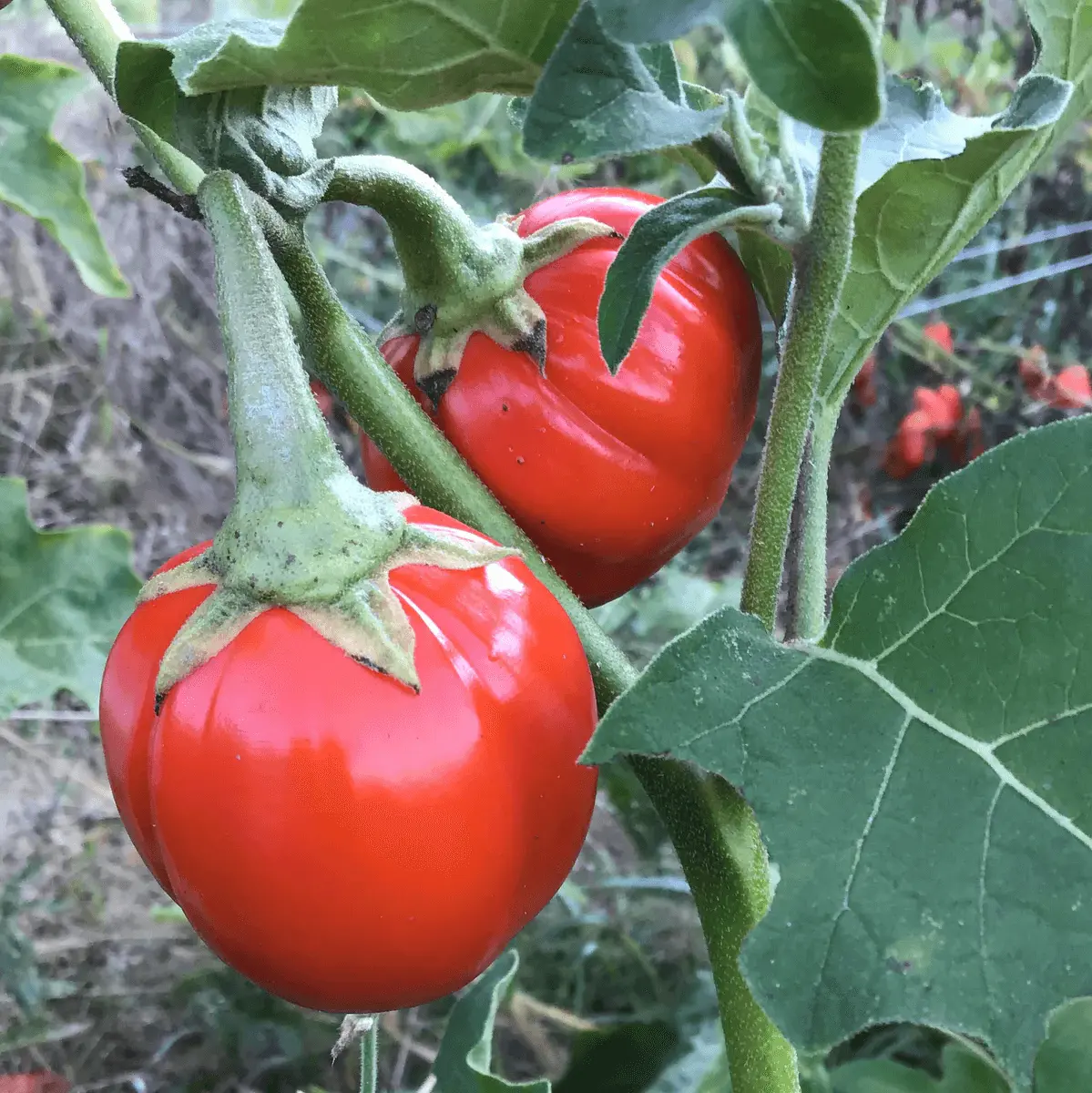 African Eggplant
