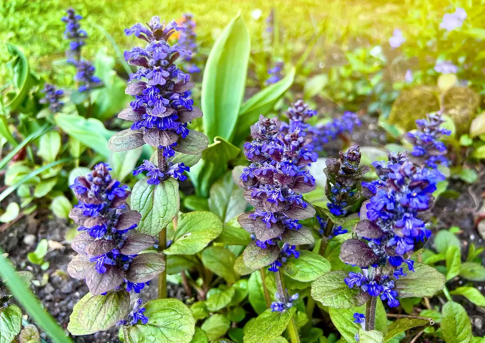 Ajuga