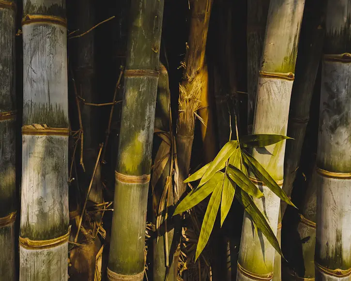 Bamboo