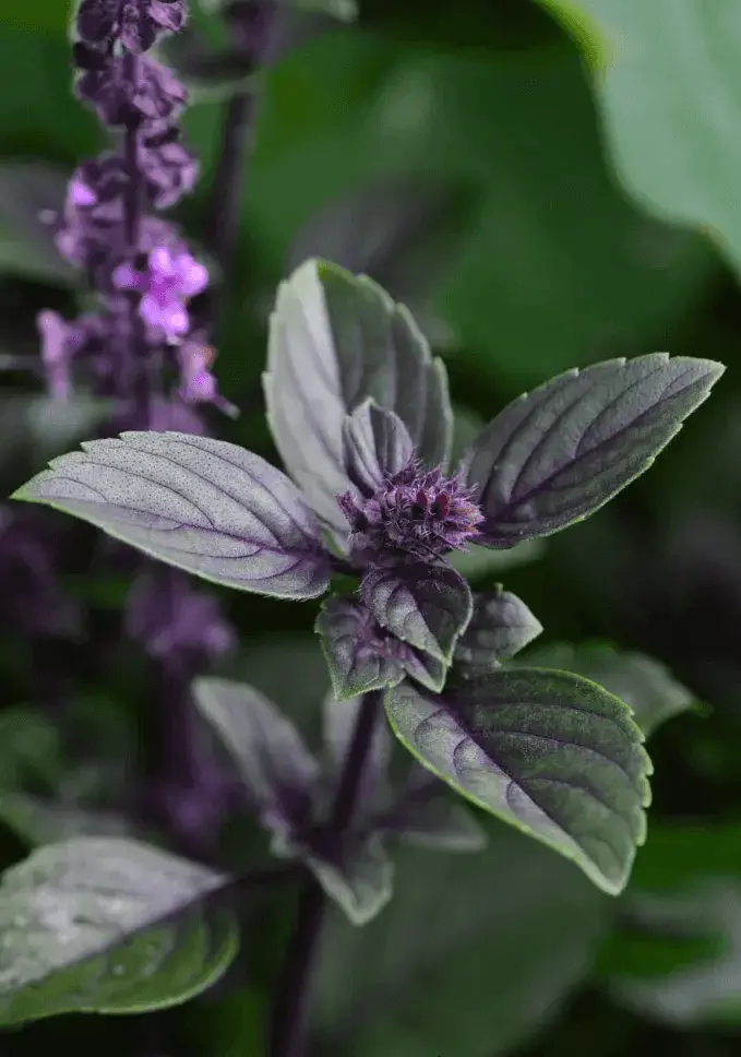 Basil Cinnamon